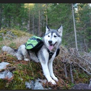 2 in 1 Dog Backpack & Harness Multi-day Hiking Pack